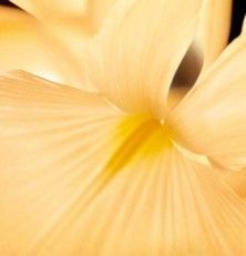 flor amarilla